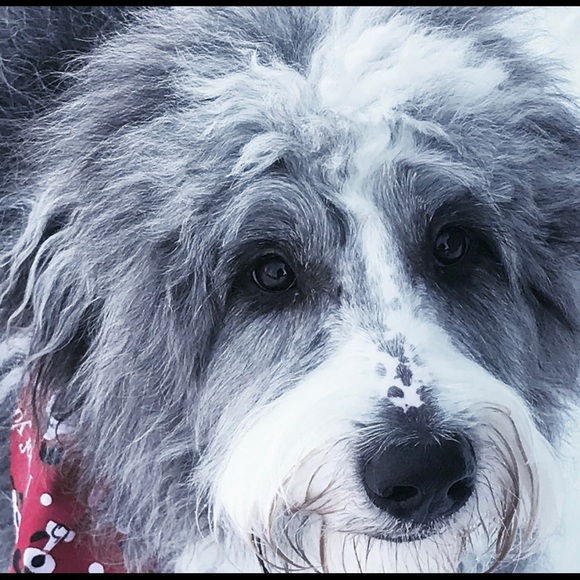 Meet your Posher, Sylvia - Picture 1 of 1